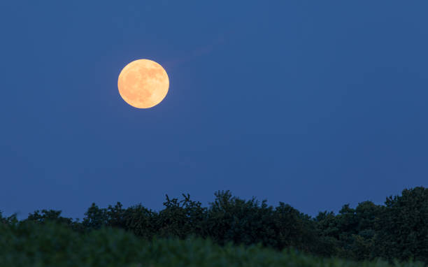 istock Natural full moon over a field and bushes at blue hour 1496377153