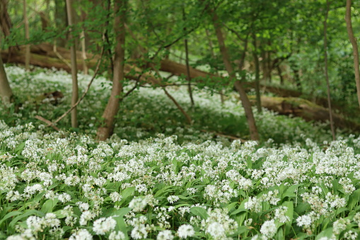 Woodland floor covered in wild garlic or ramsons flowers in spring