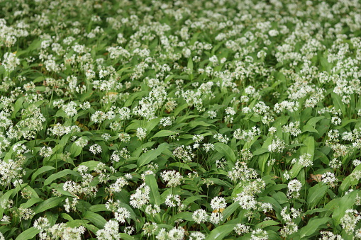 Woodland floor covered in wild garlic or ramsons flowers in spring