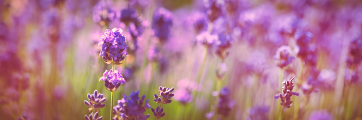 Purple lavender flower close up  in a garden, summer panoramic web banner