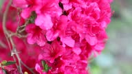 istock Rhododendron bush with bright pink flowers grows in the garden. Japanese Azalea (Rhododendron) - Hino Crimson 1496380733