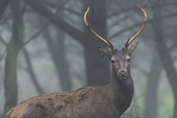 istock Deer in a forest covered in the fog with a blurry background 1496381325