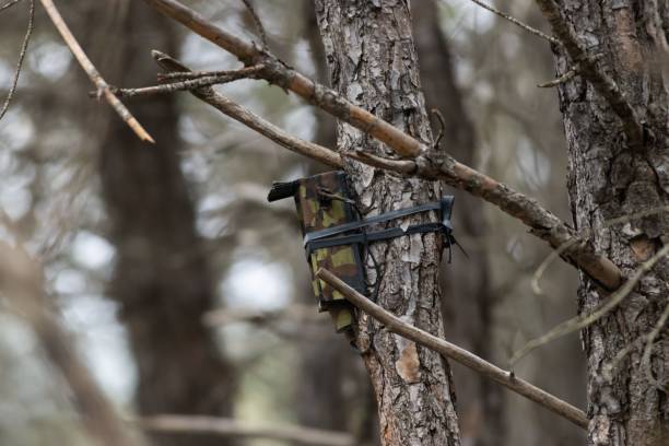 istock Camera for wildlife photography in camouflage on a tree 1496381333