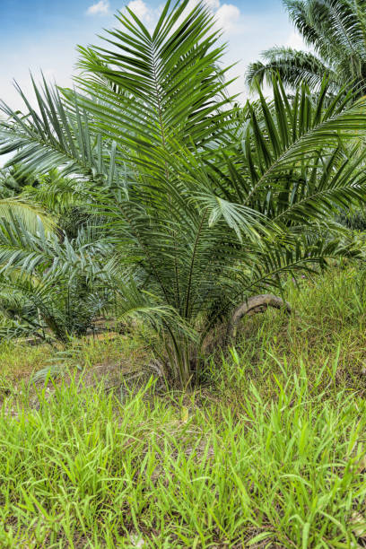 Oil Palm Plantation in Johor, Malaysia. stock photo