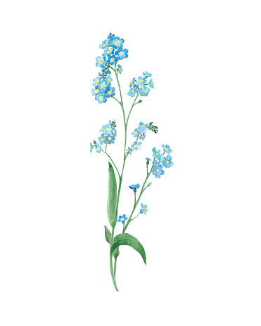 Forget-me-not flower watercolor print. Botanical illustration of watercolor meadow flowers. Clipart for greeting cards, invitations, stickers. Blue flower isolated on white background.