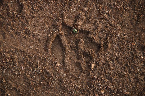 istock footprint of a lion 1496386105