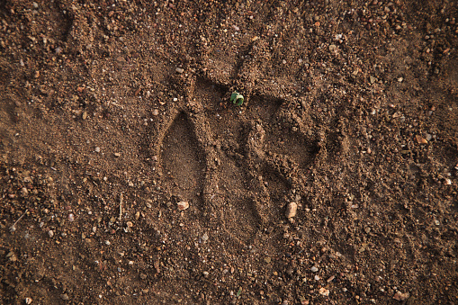 Footprint of a lion in front of the tent in the morning