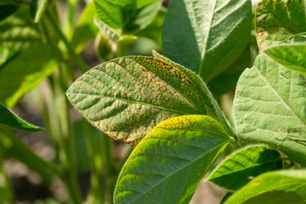istock Soybean leaf septoria close-up. Soybean leaf to the light 1496387627