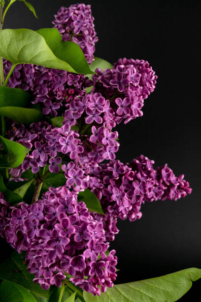 istock Lilac (lat.Syringa vulgaris) closeup in the spring on a black background. 1496390092