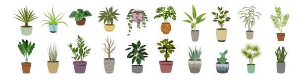 Houseplant set. Indoor plant vector. Flowers. Houseplant set. Indoor plant vector. Flowers. spider plant animal stock illustrations