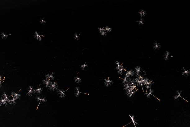 Flying seeds of dandelion