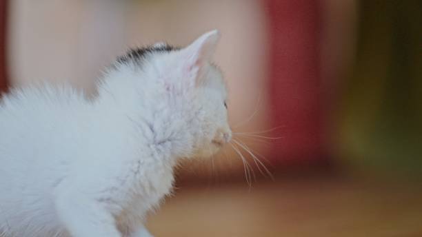 istock 4k a white adorable kitten meowing and takes its first steps at home 1496390607