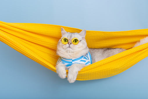 A stylish white cat in yellow glasses and a blue striped T-shirt is resting in a yellow fabric hammock, on a blue background, looking away. Close up. Copy space