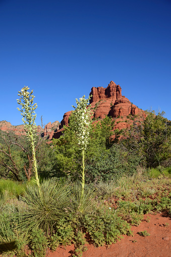Tall stalks of flowering yucca plants in front of the famous vortex of Bell Rock in Sedona Arizona.