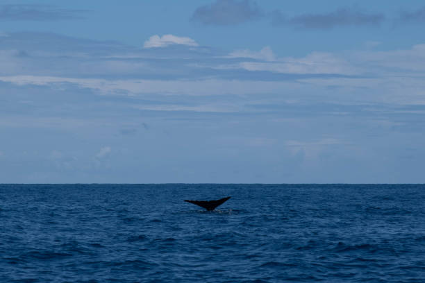 istock Sperm Whale tail in the ocean 1496393761