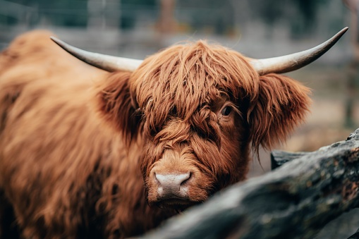 A close up of a Scottish highland cow in a paddock