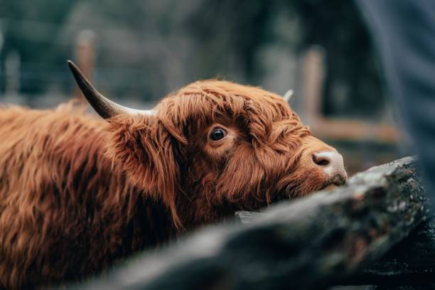 istock Close up of a Scottish highland cow in a paddock 1496393979