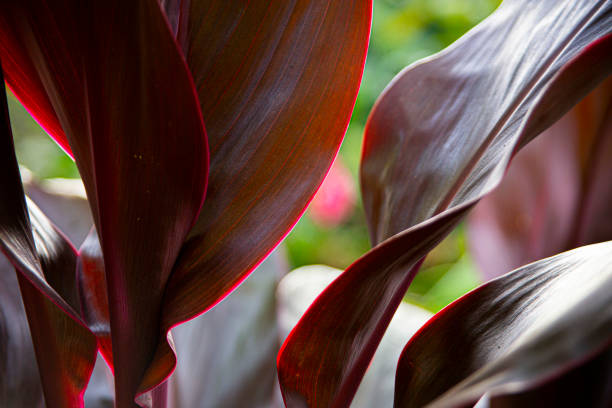 Detail of red leaves in a garden