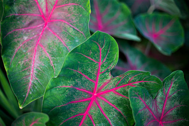 Detail of red leaves in a garden