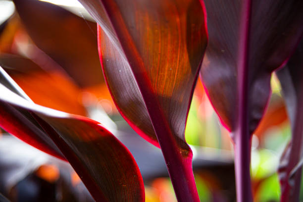 istock Red leaves in a garden 1496395238