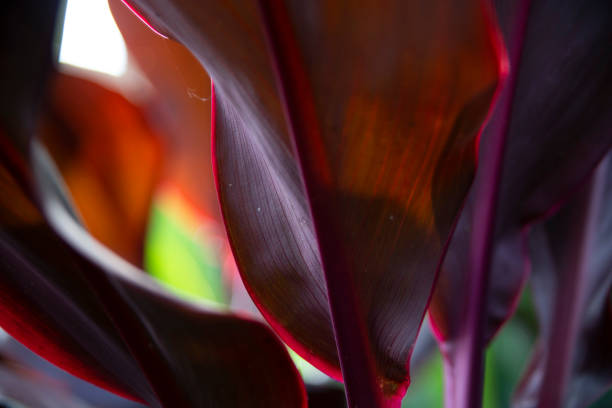 istock Red leaves in a garden 1496395253
