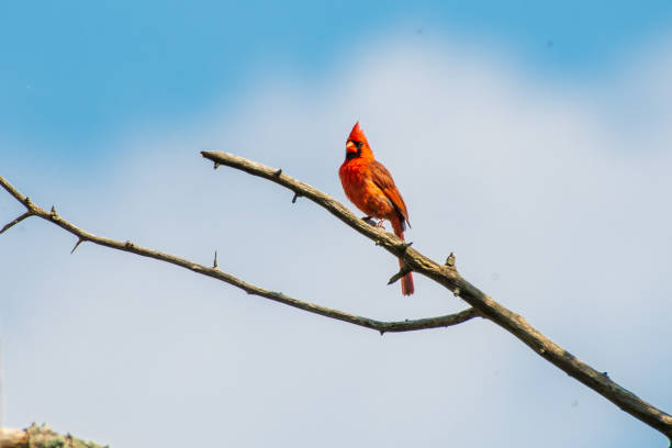 istock Male cardinal perched on branch against blue sky 1496395734