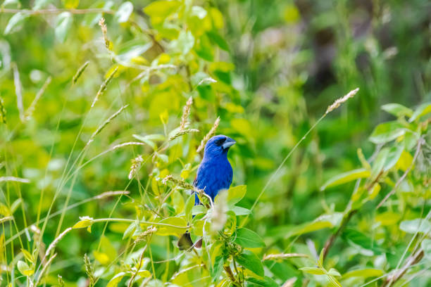 istock Blue grosbeak in bush 1496395853