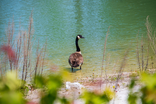 Canada goose on water's edge