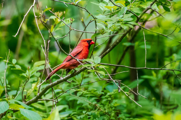 istock Male cardinal perched on branch 1496397000