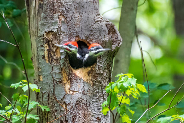 Juvenile pileated woodpeckers in tree cavity