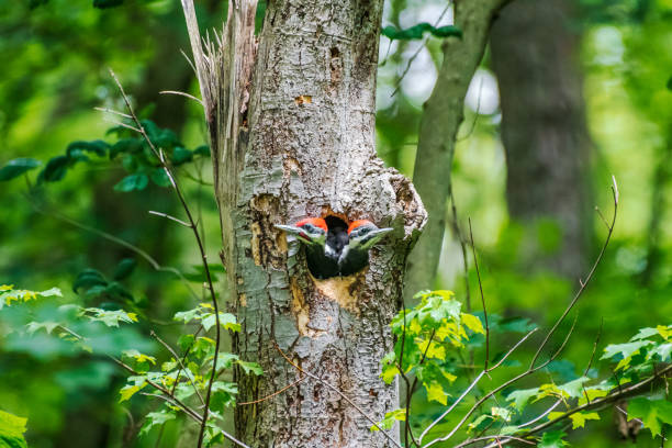 istock Juvenile pileated woodpeckers in tree cavity 1496397088