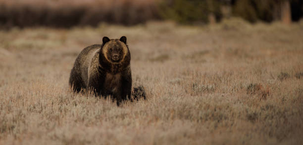 istock Grizzly Bear in the Grand Tetons 1496397096