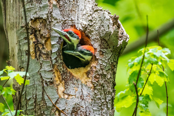 istock Two juvenile pileated woodpeckers in nest 1496397111