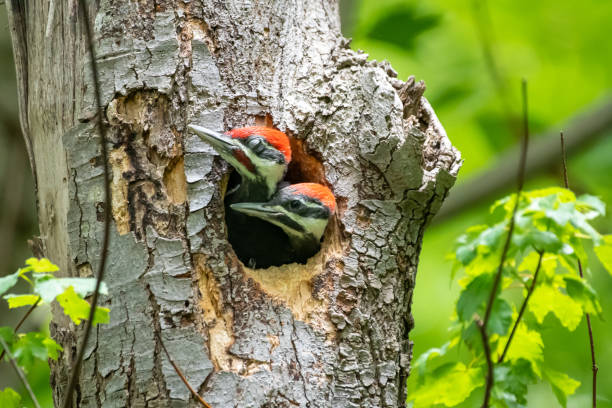 istock Juvenile pileated woodpeckers in tree cavity 1496397127