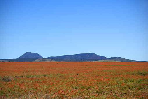 A vast field of bright orange wild flowers, globemallow, on the outskirts of Seligman, Arizona.