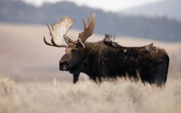 istock Moose in Grand Teton National Park 1496397135