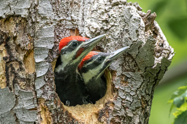 pica-paus juvenis empilhados em cavidade arbórea - pileated woodpecker animal beak bird - fotografias e filmes do acervo