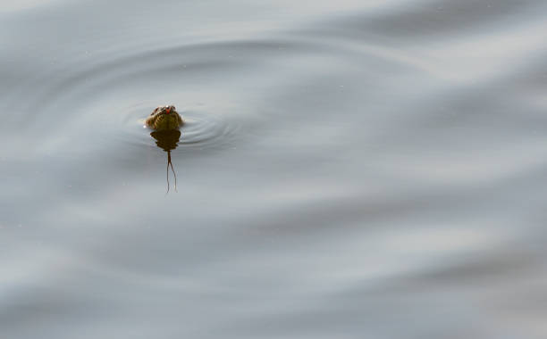 istock Banded Water snake (Nerodia fasciata) in water 1496397155