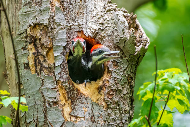 istock Two juvenile pileated woodpeckers in nest 1496397176