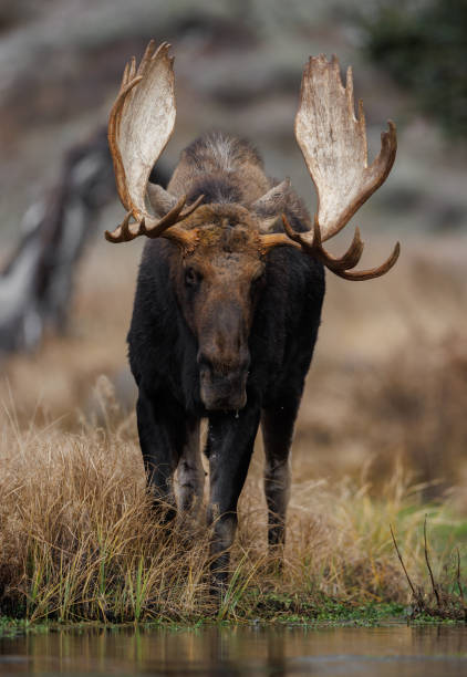 istock Moose in Grand Teton National Park 1496397859
