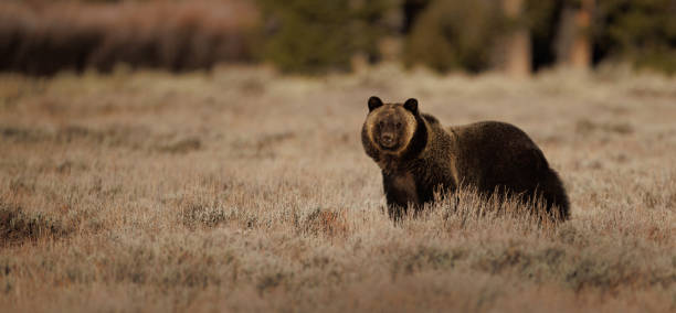 istock Grizzly Bear in the Grand Tetons 1496397863