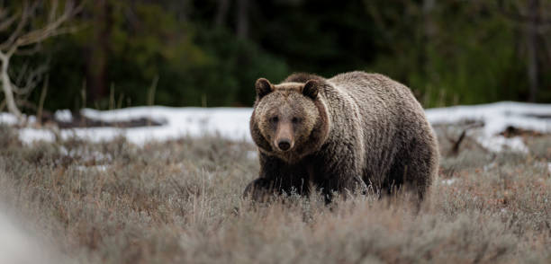 istock Grizzly Bear in the Grand Tetons 1496398077