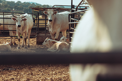 Agricultural activity in Italy: chianina cattle organic farming