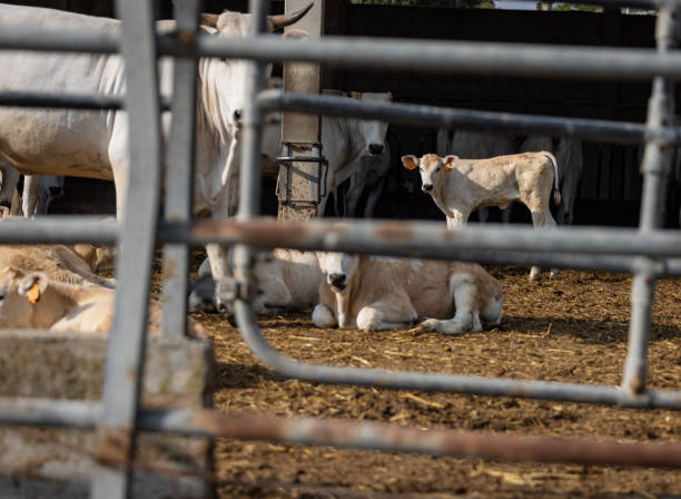 istock Agricultural activity in Italy: cattle organic farming 1496399205