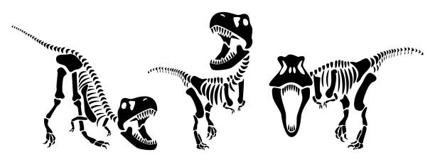 ilustraciones, imágenes clip art, dibujos animados e iconos de stock de silueta del esqueleto del tyrannosaurus rex. ilustración vectorial . - dinosaur fossil tyrannosaurus rex animal skeleton