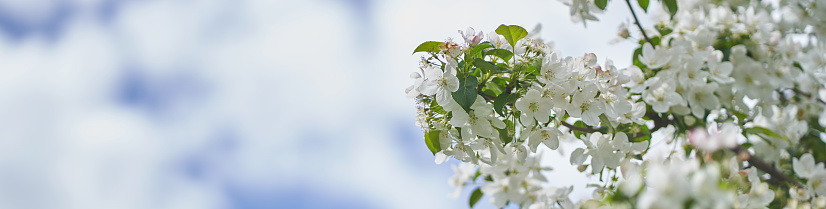 Banner blooming apple tree on a background of blue sky with clouds. Close-up of white flowers on a tree. Petals, pistils, stamens, buds and leaves. With space to copy. High quality photo