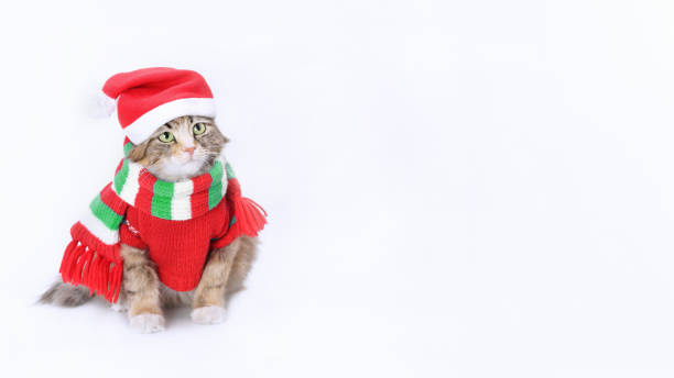 istock Cat in Santa costume 1496400159