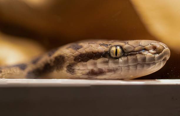 istock a snake is laying on a box looking at the camera 1496400419