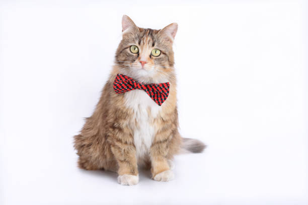 istock Beautiful funny Kitten with a red bow tie. Cat posing at camera. Animal theme 1496400584