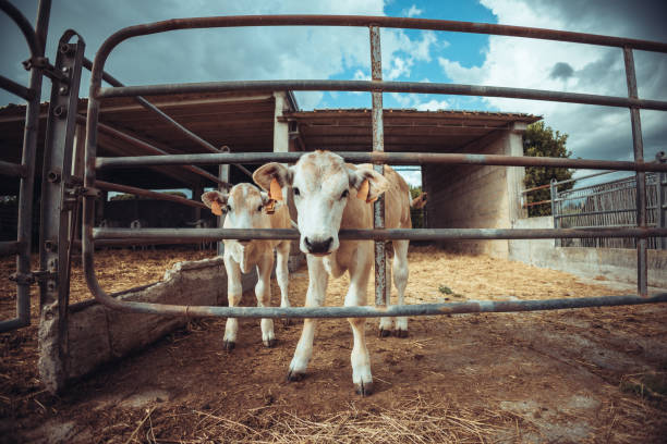 Agricultural activity in Italy: chianina cattle organic farming